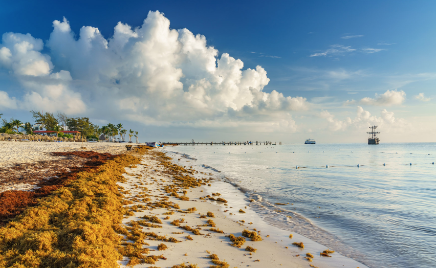 Sargazo vuelve a invadir playas de Quintana Roo
