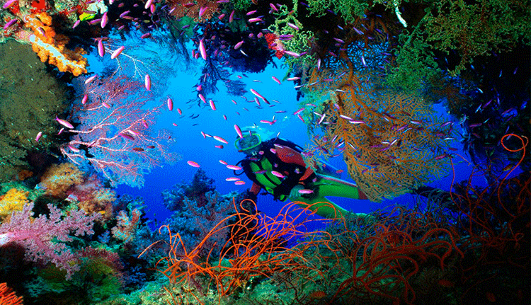 Resultado de imagen para arrecife mesoamericano GIF