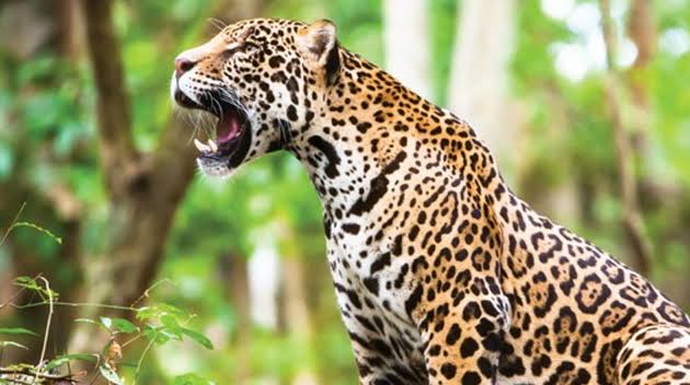 No hay tráfico ilegal de jaguar en Campeche pero los siguen cazando
