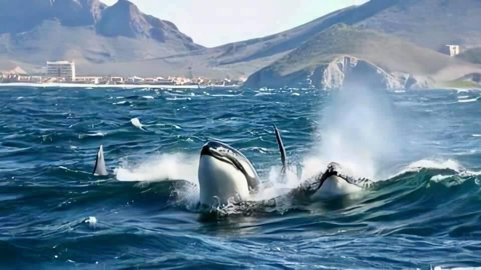 Familia de orcas toma el sol en Mar de Cortés