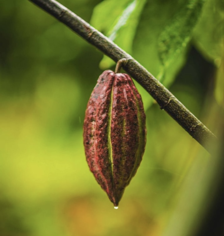 Cacao mexicano debe ser potenciado a nivel mundial