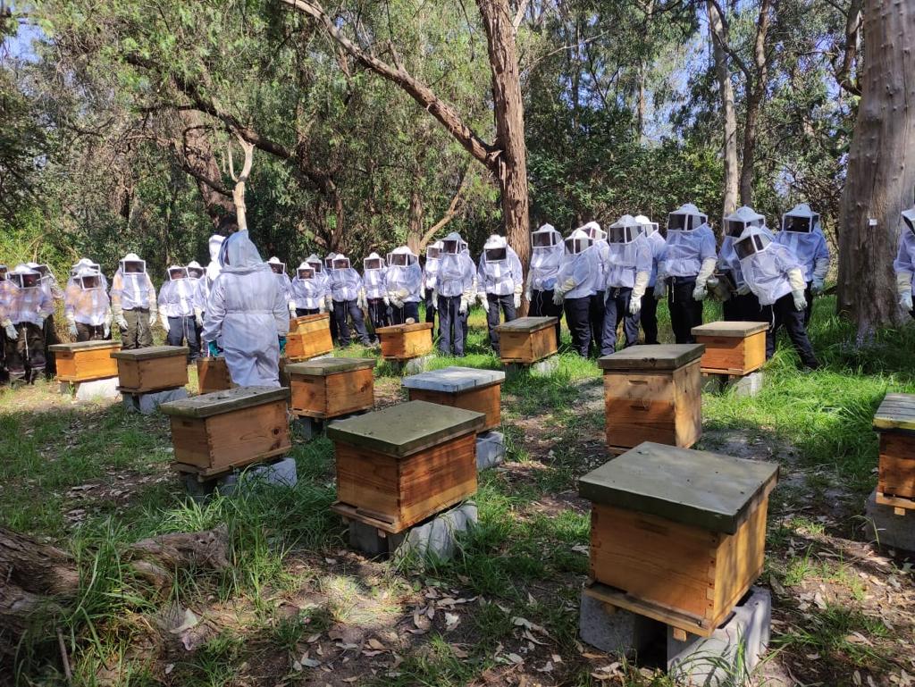 Recupera SEDEMA enjambres silvestres de abejas en alianza con bomberos