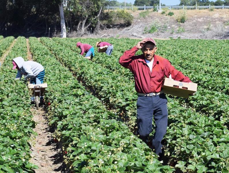 Decreto que prohíbe maíz transgénico y glifosato aumentará precio de los alimentos