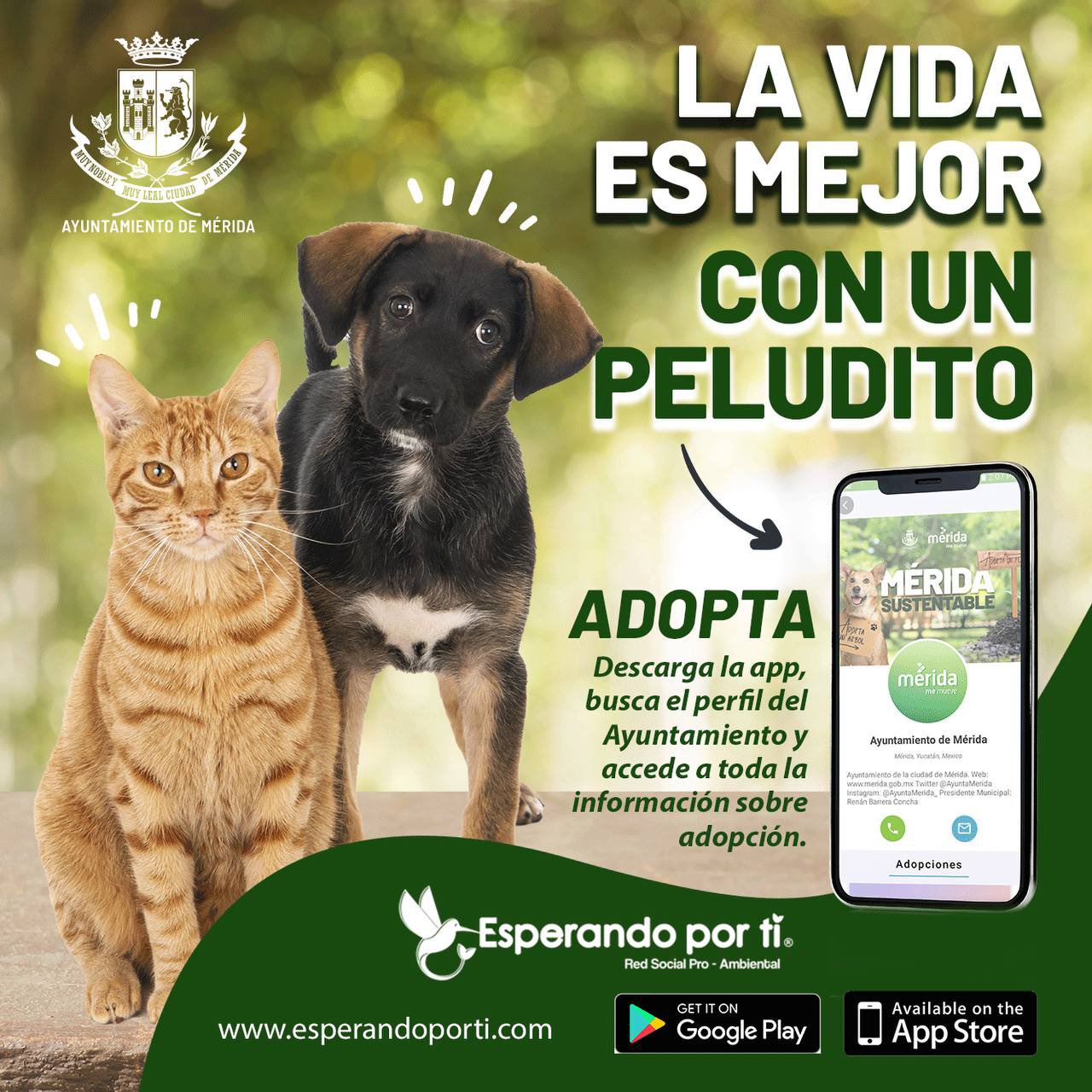 Con la app “Esperando por ti”, Mérida promueve la adopción de perros y gatos