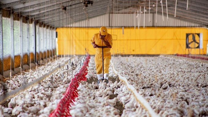 En Yucatán, 15 granjas presentan casos de gripe aviar