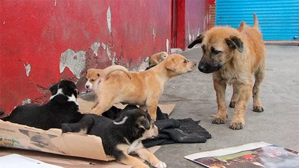 Piden campañas de esterilización para perros y gatos en situación de calle