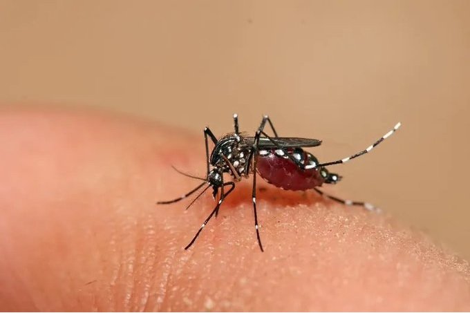 yucatan-suma-mas-de-500-casos-de-dengue-en-este-2023-jpg