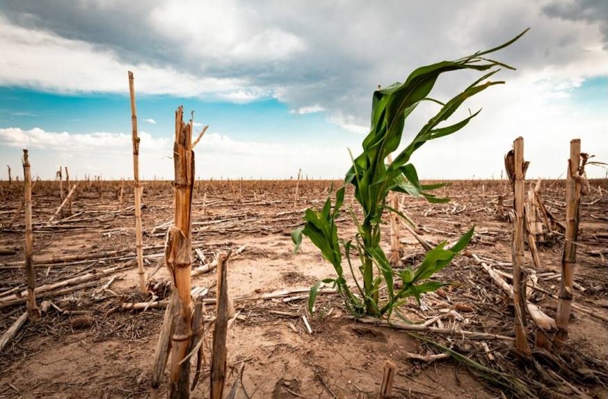 Fuertes lluvias y sequías impactan a la agricultura del país