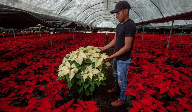 México cosecha más de 20 millones de Nochebuena