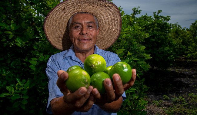 En temporada invernal, limón, naranja y toronja ofrecen beneficios a la salud