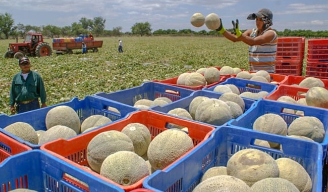 Investigan melón mexicano por brote de salmonella en EU y Canadá