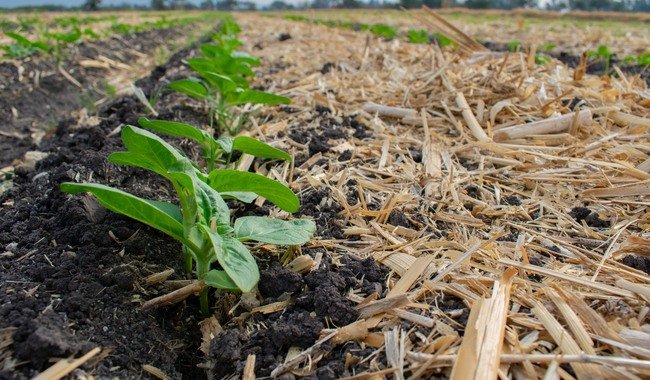 COP28  busca fortalecer seguridad alimentaria