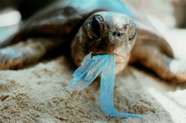 contaminacion-de-los-mares-tortuga-comiendo-plasticos-600×398-jpg-jpg