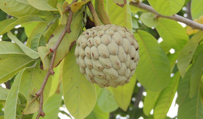 Estudia Chapingo frutos para desarrollar biopesticidas y biocombustibles