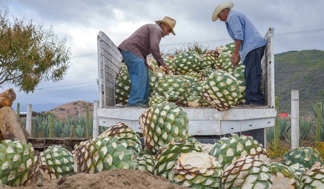 Crece más de un billón de pesos producción agrícola, pecuaria y pesquera