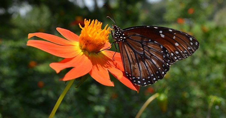 Reconocen valor productivo e histórico de la Dalia, flor nacional