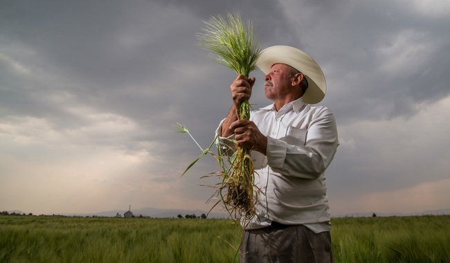 Por apoyos directos a campesinos, hay bienestar en el campo