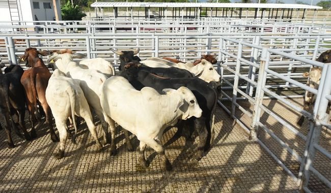 Previenen ingreso de gusano barrenador