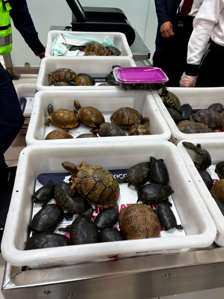 Rescatan 120 tortugas y 16 ranas vivas en el AICM; las llevaban a Japón