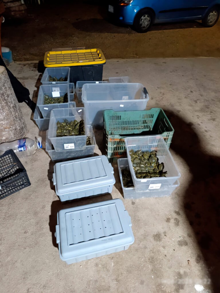 Rescatan a más de 3 mil tortugas hacinadas para tráfico ilegal