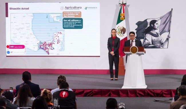 Gusano barrenador sigue bajo vigilancia estrecha