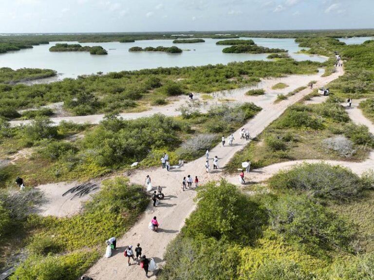 Manglares de Yucatán en proceso de restauración