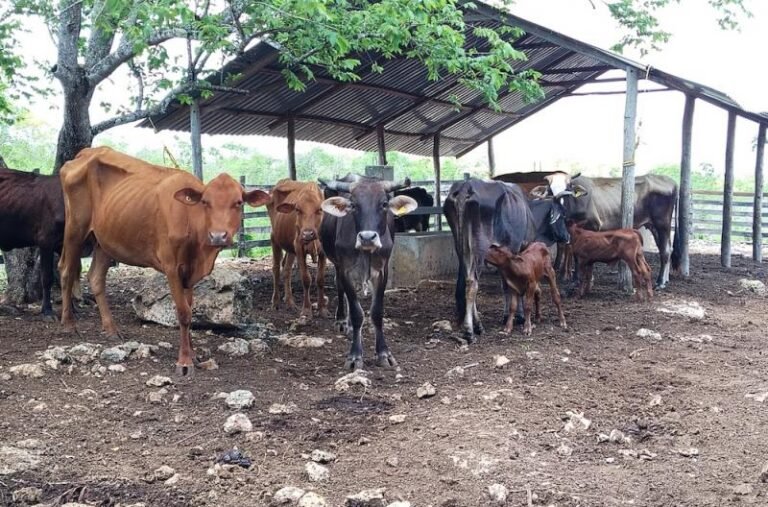 Detectan nuevos casos de gusano barrenador en ganado de Yucatán
