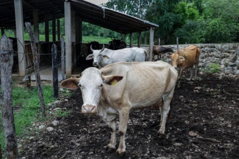 Gusano barrenador sigue activo en ganado