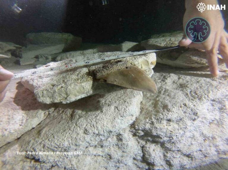 Exhiben diente de tiburón prehistórico hallado en un cenote