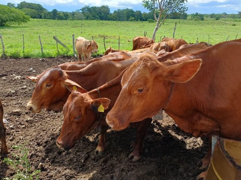 Repuntan casos de gusano barrenador en Yucatán