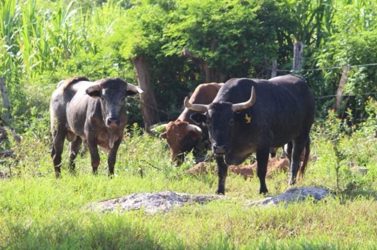 Gusano barrenador no da tregua en Yucatán