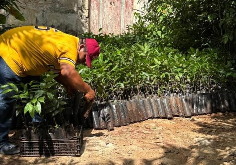 Restauran áreas degradadas por actividad ganadera