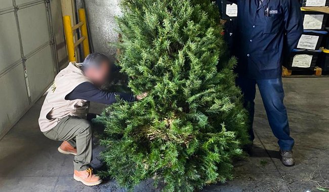 Profepa inspecciona árboles de navidad