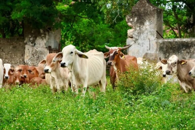 Atención veterinaria sin costo para ganado afectado por gusano barrenador