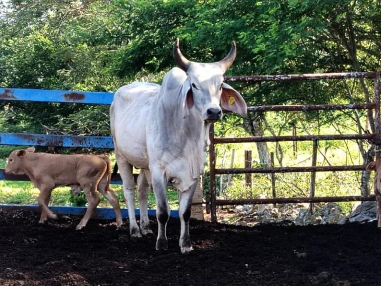 Gusano Barrenador llega casi a mil casos en Yucatán