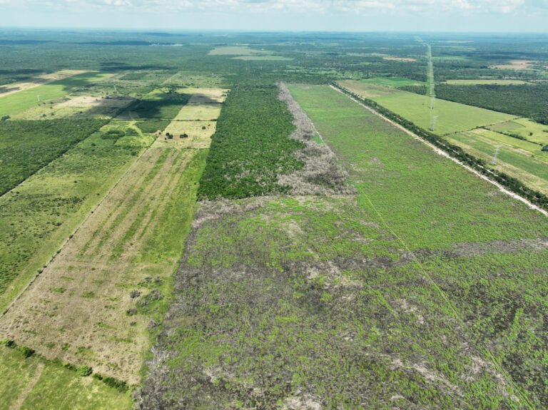 En Campeche, Profepa clausura obras por cambios de uso de suelo sin autorización ambiental