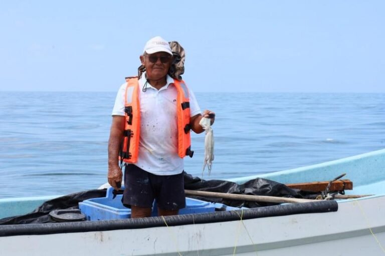 Al cierre de temporada de pulpo, reportan producción de más de 25 mil toneladas