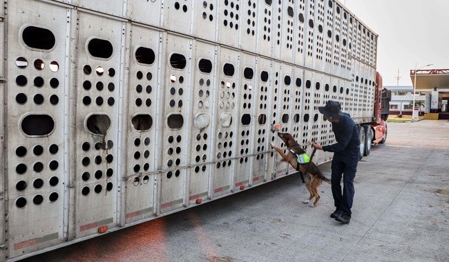 México y EU en alerta máxima por avance de gusano barrenador