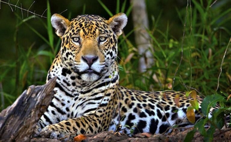 Nace en Yucatán estrategia para la salvaguarda del Jaguar
