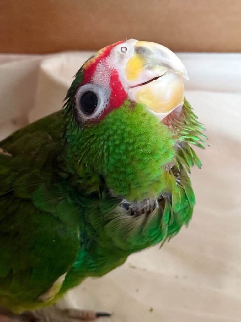 Entregan autoridades estadounidenses a Profepa embarque de ejemplares de vida silvestre