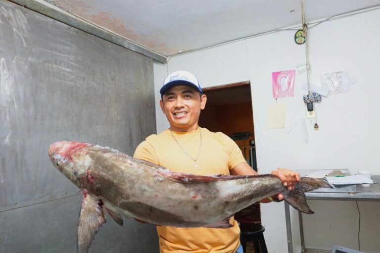 Inicia veda del mero 2026 en Yucatán con vigencia hasta 31 de marzo