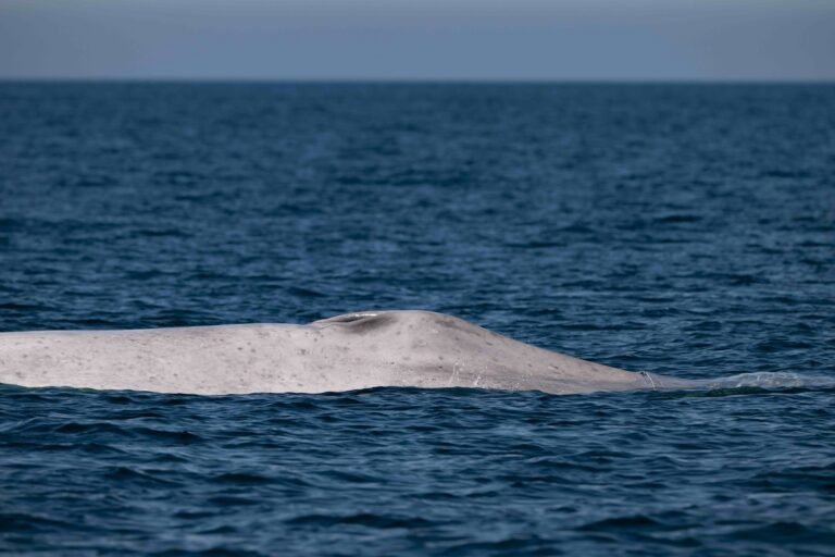 Avistamiento de una ballena azul albina en el Parque Nacional Bahía de Loreto