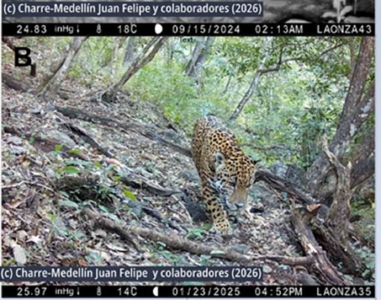Detectan en Guanajuato al imponente Jaguar más grande de América