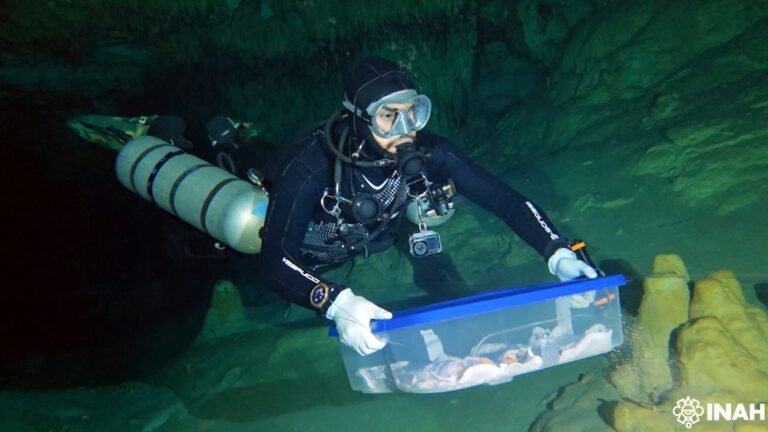 INAH traslada fósiles humanos, para estudios de antropología física