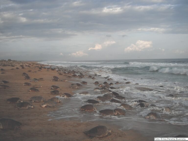 Para evitar estrés en crías de tortugas, su liberación será sin público