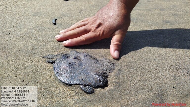 Petróleo envenena playas y laguna entre Pajapan, Veracruz y Paraíso, Tabasco