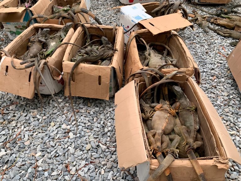 Rescatan 192 iguanas; las llevaban de Veracruz a Oaxaca