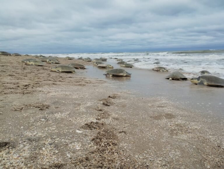 Llega primera arribada de tortuga lora al Santuario Playa Rancho Nuevo