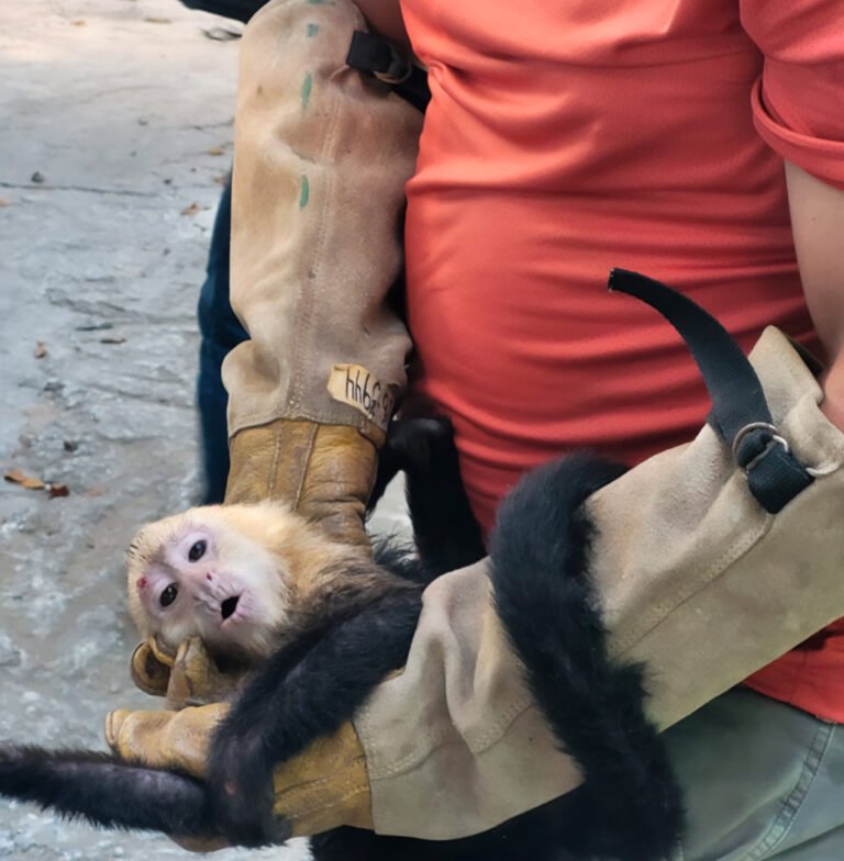 Profepa asegura 10 monos capuchinos que eran trasladados ilegalmente en Tabasco
