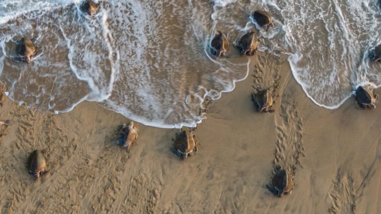 Van vs saqueadores de huevos de tortuga